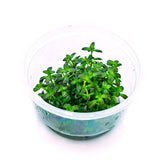 ADA 佛羅里達夕燒 Rotala ramosior 'Florida' IC465